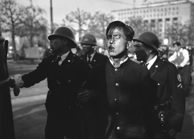Seorang pemuda Jepang yang terluka, dituntun keluar oleh anggota kepolisian dari tempat kerusuhan setelah para demonstran pro-komunis dibubarkan dekat istana kekaisaran di Tokyo, pada 1 Mei 1952. (Photo by AP Photo via The Atlantic)