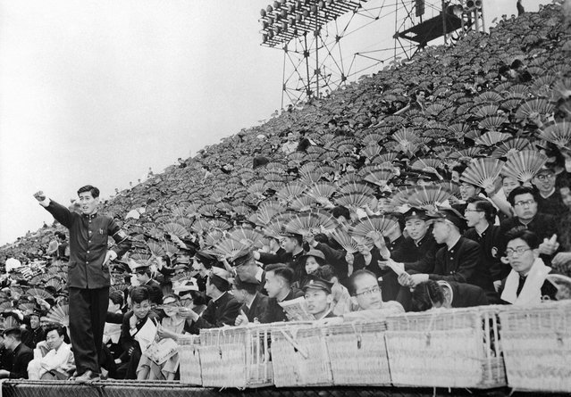 Para penonton ini membawa kipas dalam sebuah pertandingan baseball antara Universitas Waseda melawan Universitas Keio di Meiji Park, Tokyo, 1 Juni 1954, Di sebelah kiri yang berdiri adalah semacam pemandu sorak yang memandu para suporter yang membawa kipas yang diwarnai sesuai dengan warna almamater mereka. (Photo by AP Photo via The Atlantic)