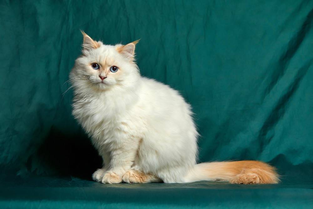 10 Cara Merawat Kucing Anggora Yang Mudah 10 Cara Merawat Kucing Anggora Yang Mudah