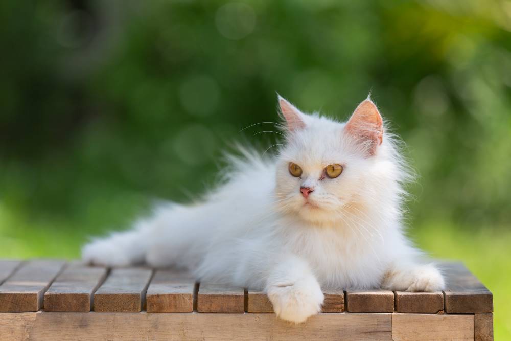 10 Cara Merawat Kucing Anggora Yang Mudah 10 Cara Merawat Kucing Anggora Yang Mudah