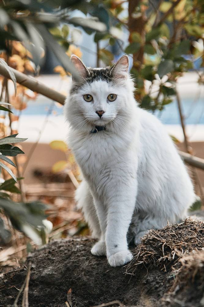 10 Cara Merawat Kucing Anggora Yang Mudah 10 Cara Merawat Kucing Anggora Yang Mudah