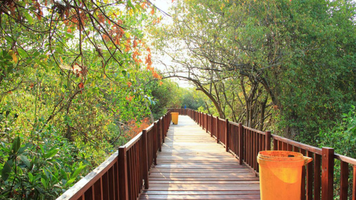 Ekowisata Mangrove Wonorejo Surabaya. (Foto: Liputan6.com)