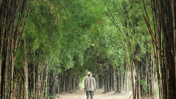 Pohon bambu yang berjajar rapi membentuk lorong yang estetik dalam jepretan kamera. (Foto: travelspromo.com)