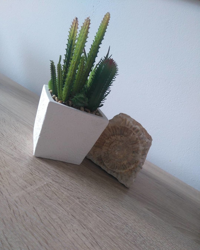 Ini Dia Fungsi Tanaman Kaktus Ditaruh Di Kamar! Ini Dia Fungsi Tanaman Kaktus Ditaruh Di Kamar!