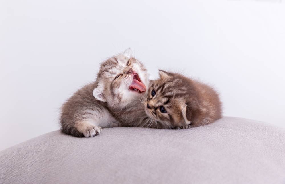11 Cara Merawat Kucing Kecil Agar Lebih Panjang Umur