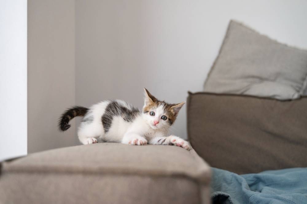 11 Cara Merawat Kucing Kecil Agar Lebih Panjang Umur