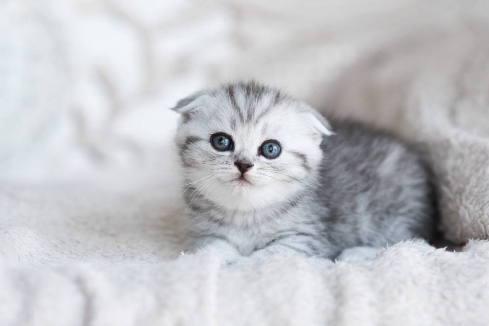 11 Cara Merawat Kucing Kecil Agar Lebih Panjang Umur