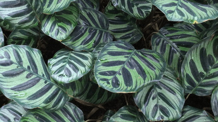 12 Tanaman Hias Yang Bakal Jadi Tren di 2026 - Calathea Black Lipstick 12 Tanaman Hias Yang Bakal Jadi Tren di 2026 - Calathea Black Lipstick
