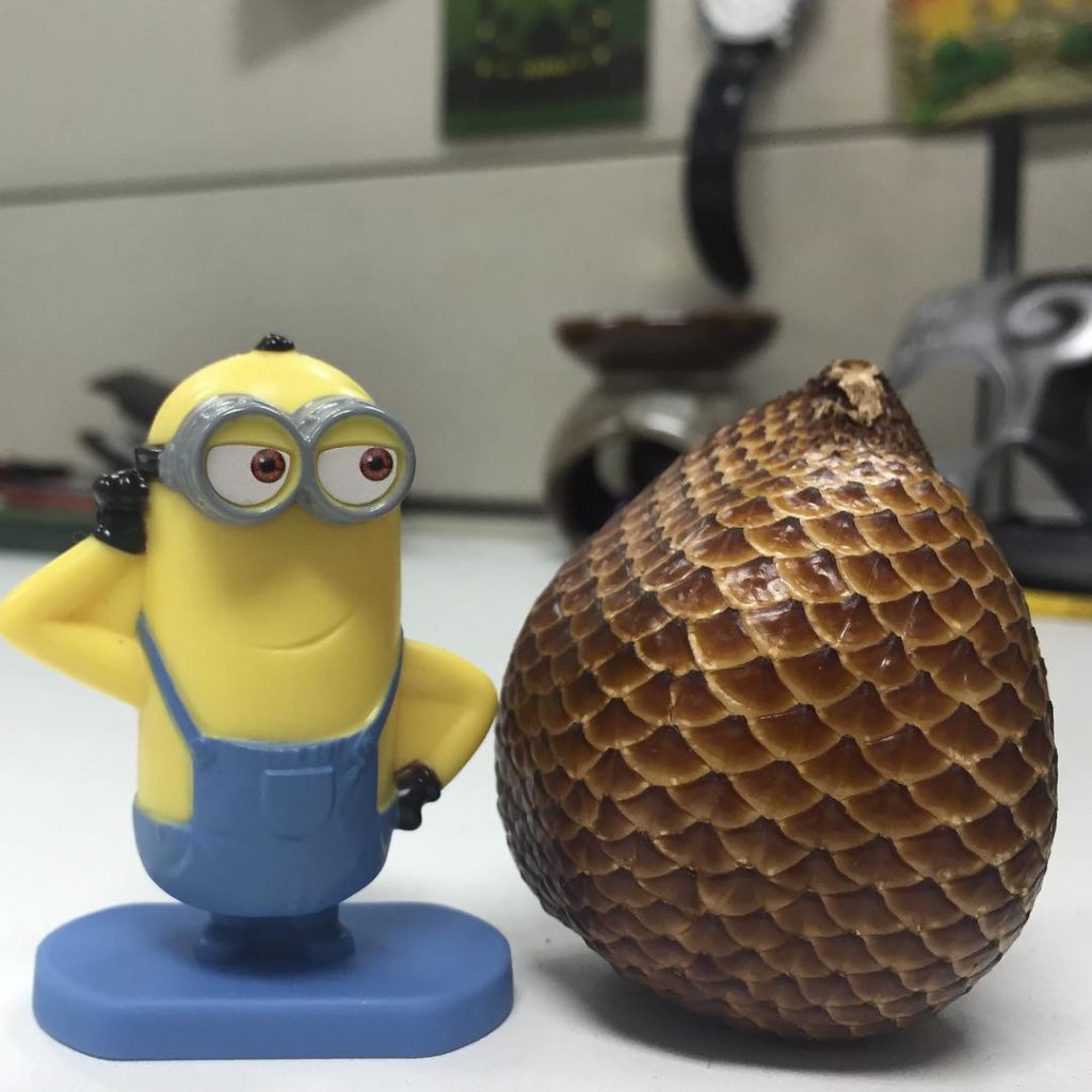 Salak Bongkok, Buah Lokal dari Conggeang Sumedang