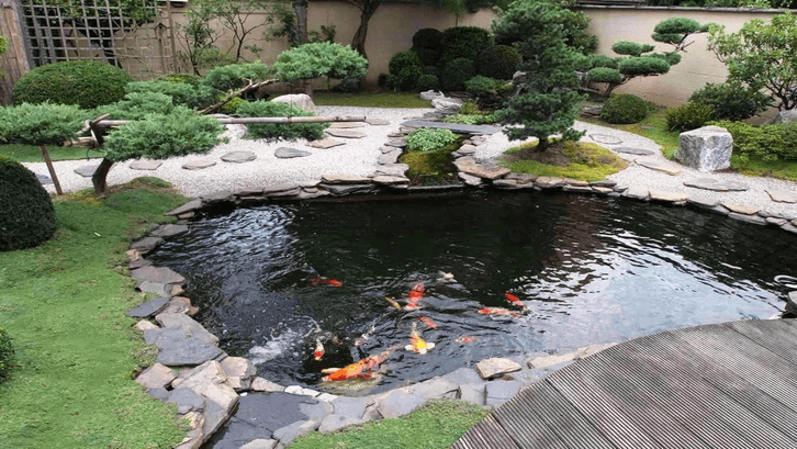 Bonsai pada kolam gaya jepang menambah keindahan. (Foto: Tuffarm.com)