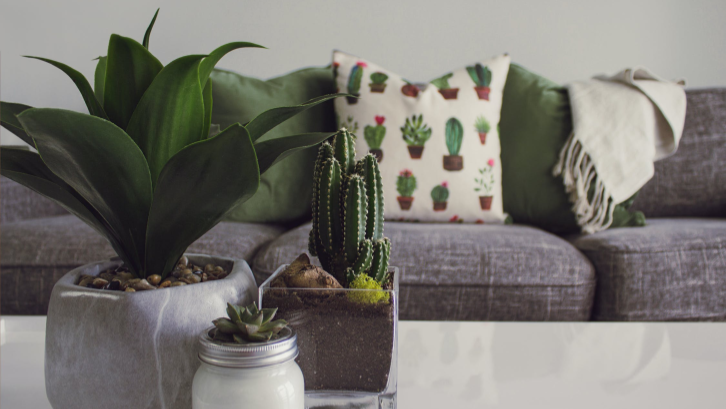 Desain ruang tamu minimalis gaya botani. (Sumber: Pexels.com)