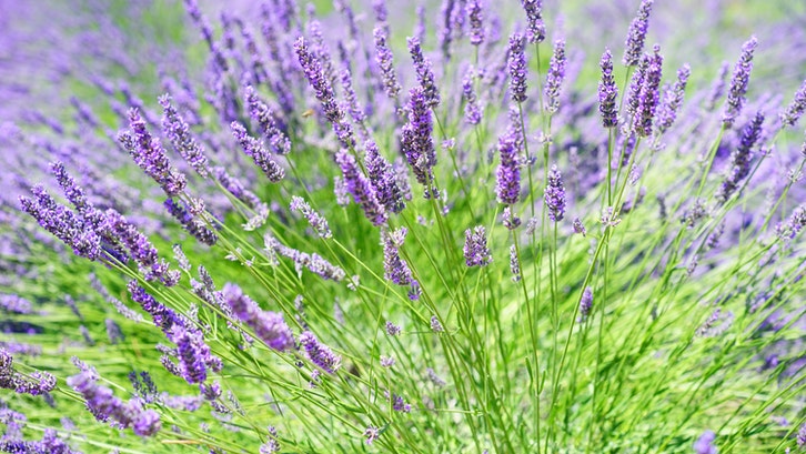 Bunga Lavender Bunga Lavender