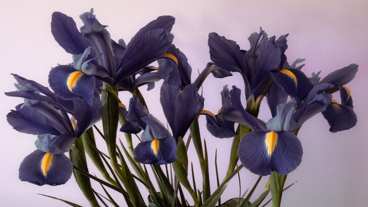 Bunga Iris Bunga Iris
