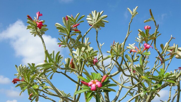 Bunga Adenium Bunga Adenium