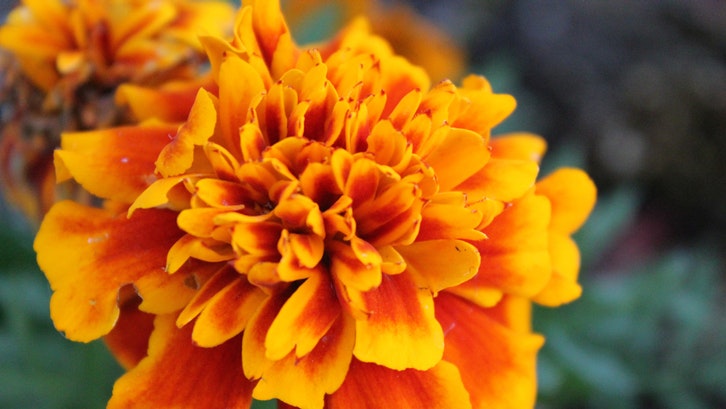 Warna jingga yang dramatis mencerahkan pekarangan rumah Anda. (Foto:Pexels-Silvia Corradin) Bunga Marigold, Warna jingga yang dramatis mencerahkan pekarangan rumah Anda. (Foto:Pexels-Silvia Corradin)