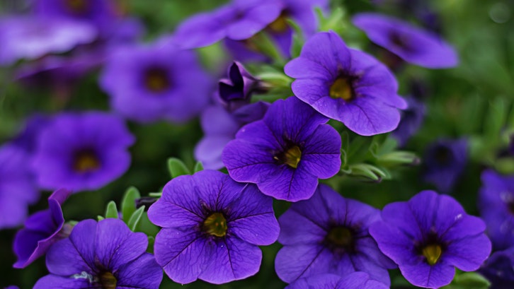 Bunga Petunia Bunga Petunia