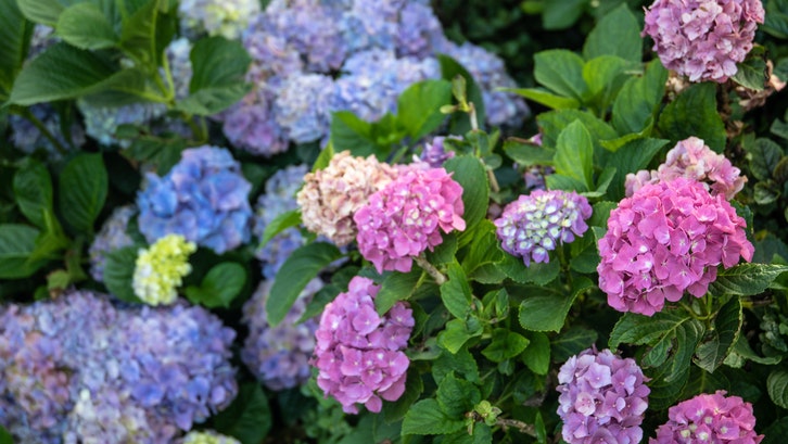 Bunga Hydrangea bisa tumbuh subur di tempat dengan kelembapan tinggi. (Foto: Pexels-Magda Ehlers) Bunga Hydrangea bisa tumbuh subur di tempat dengan kelembapan tinggi. (Foto: Pexels-Magda Ehlers)