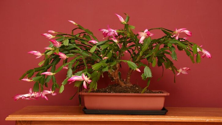 Bunga pink cantik pada christmas cactus. (Foto: Wikimedia Commons)