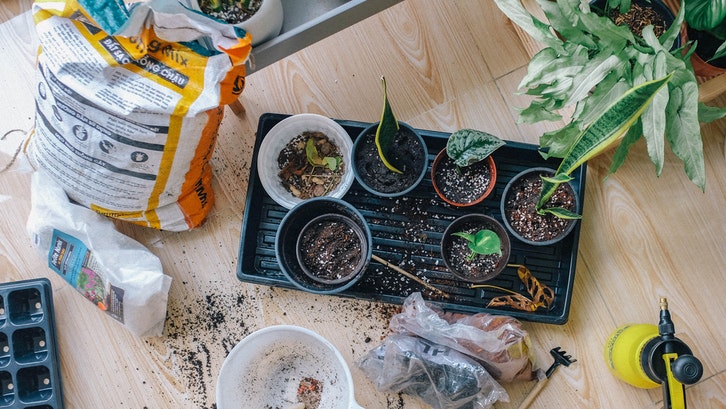 Perhatikan cara merawat masing-masing bunga sesuai kebutuhannya. (Foto: Pexels-Huy Phan)