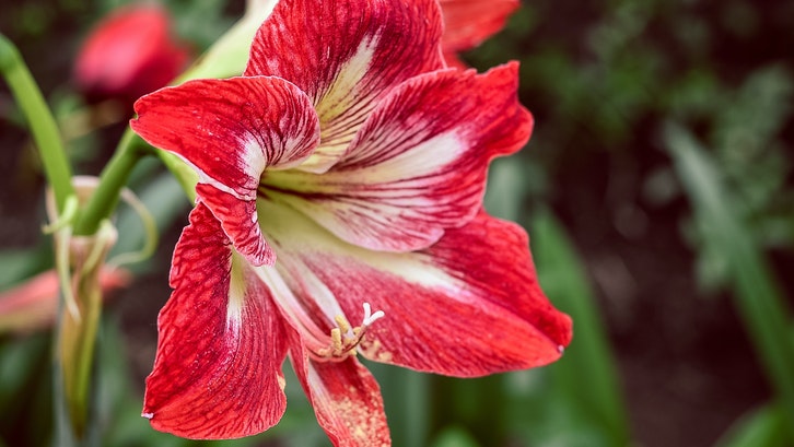 Warna dan corak bunga amarilis yang unik. (Foto: Pexels-NO NAME) Warna dan corak bunga amarilis yang unik. (Foto: Pexels-NO NAME)