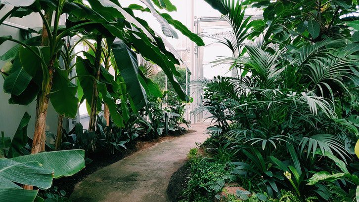 Taman berkonsep tropis minimalis. (Foto: Pexels-Daniel Frese)