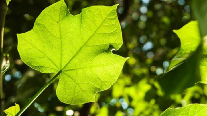 Kandungan tanaman obat daun jarak memiliki khasiat mengatasi rematik.(Sumber: Pexels.com) 