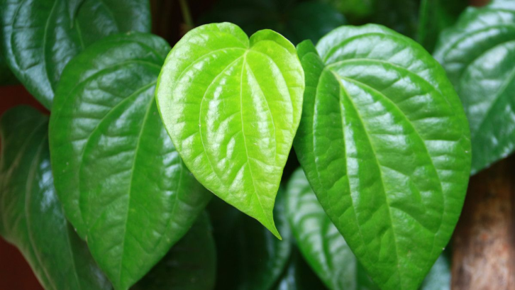 Tanaman obat daun sirih dapat mengatasi percepatan penyembuhan luka. (Sumber: Pexels.com) 
