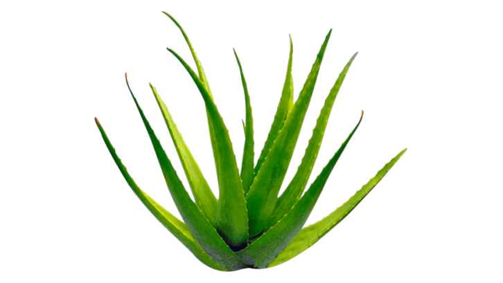 Lidah buaya dapat mencegah dehidrasi. (Sumber: Pexels.com) 