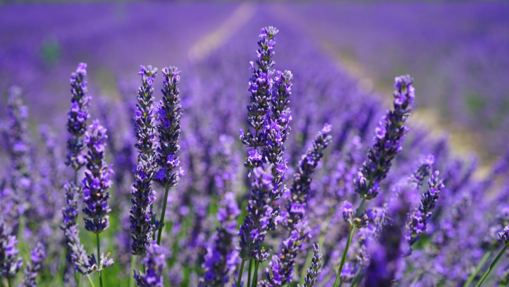 Lavender bermanfaat mengusir serangga dan nyamuk. (Sumber: Pexels.com) 
