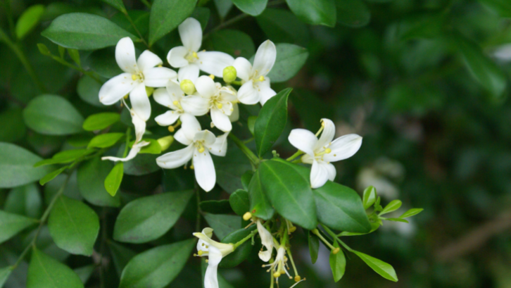 Kemuning bermanfaat meredakan sakit gigi. (Sumber: Pexels.com) 