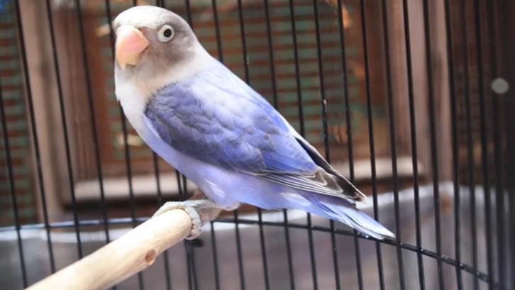 Spesies atau Jenis Burung Lovebird. Di alam liar, populasi lovebird fischer, nyasa, dan pipi hitam justru memprihatinkan. Foto: Pinterest
