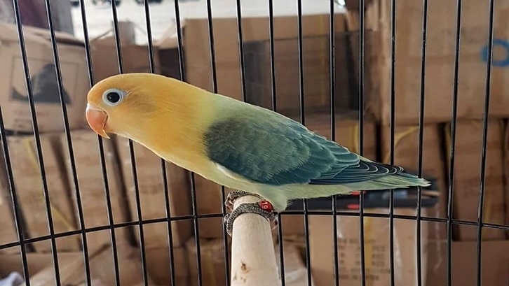 Burung lovebird juga bisa jadi teritorial, agresif, dan cemburu jika tidak dijinakkan. Foto: Pinterest