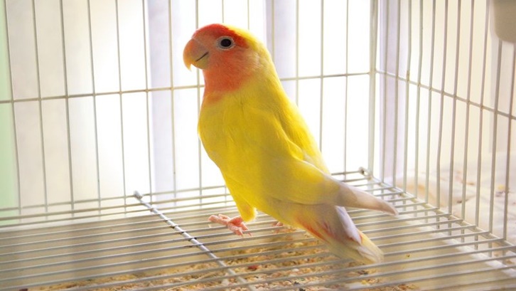 Burung lovebird harus diberi makan berbagai macam makanan. Foto: Pinterest