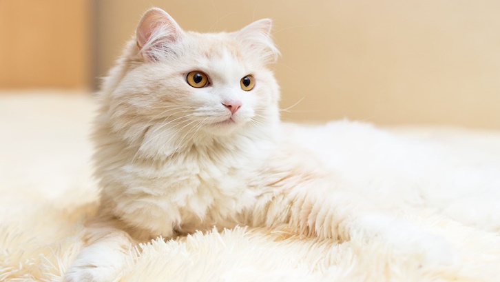 2. KUCING ANGGORA