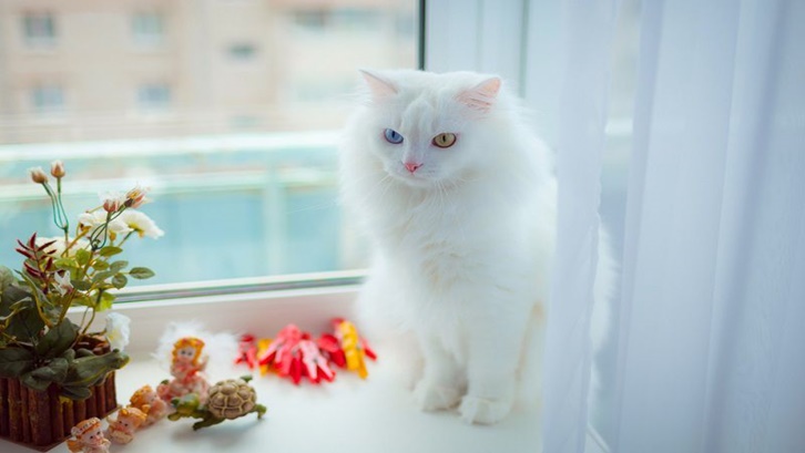 Matanya yang biru dan warna umumnya merupakan daya tarik utamanya. Berikut harga kucing anggora terbaru di 2026. Matanya yang biru dan warna umumnya merupakan daya tarik utamanya. Berikut harga kucing anggora terbaru di 2026.