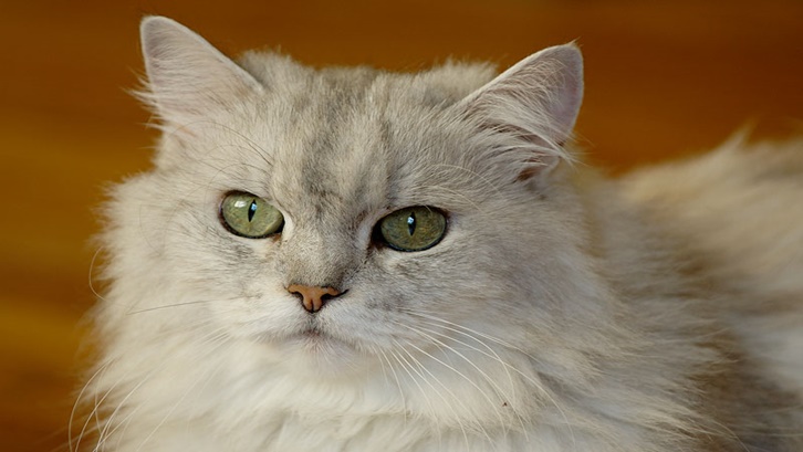 Ras kucing anggora dan persia sama-sama memiliki bulu yang panjang Sumber: Wikipedia