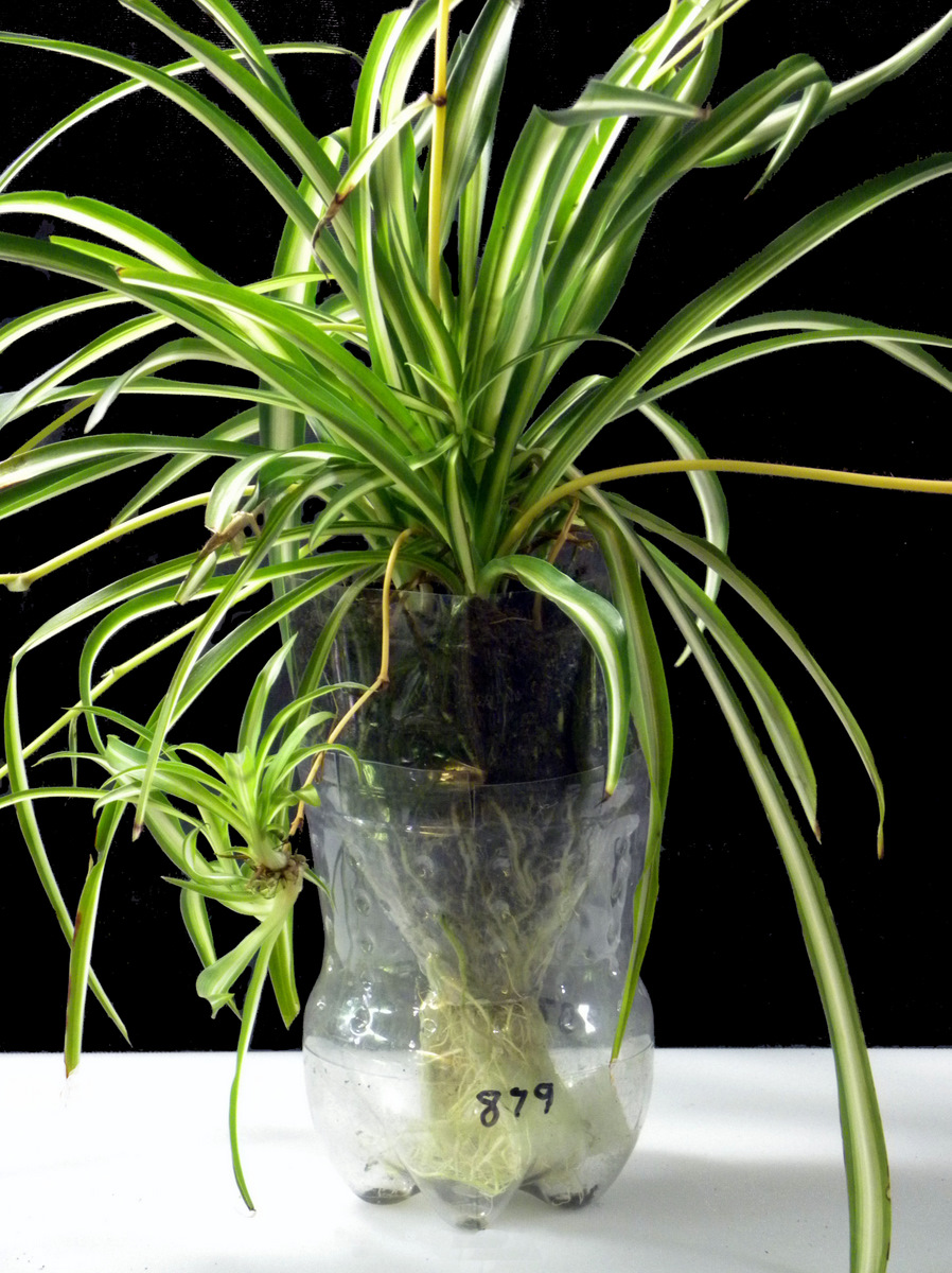 Hidroponik dengan botol plastik pun relatif praktis sebab bisa digantung di mana saja tanpa menyita lahan di rumah. Sumber: Inside Urban Green