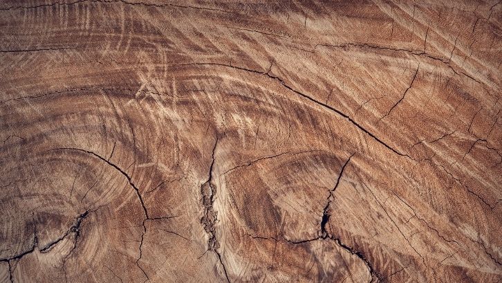 Beberapa keunggulan kayu gaharu salah satunya bobot berat pohon (foto: pexels - FW Studio)