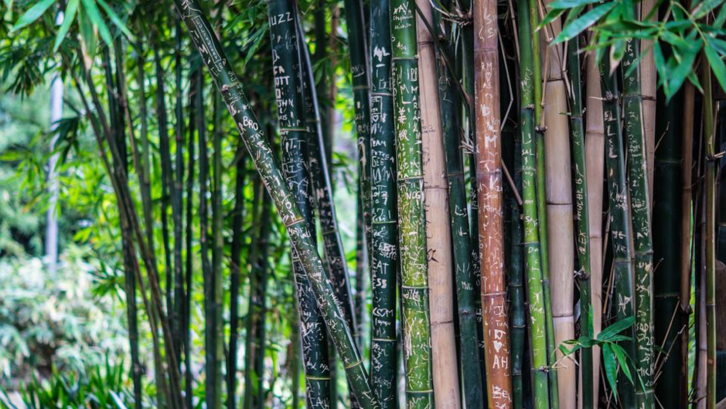 Mitos bambu petuk dan fakta yang sebenarnya. (Foto: Pixabay - Raedon)