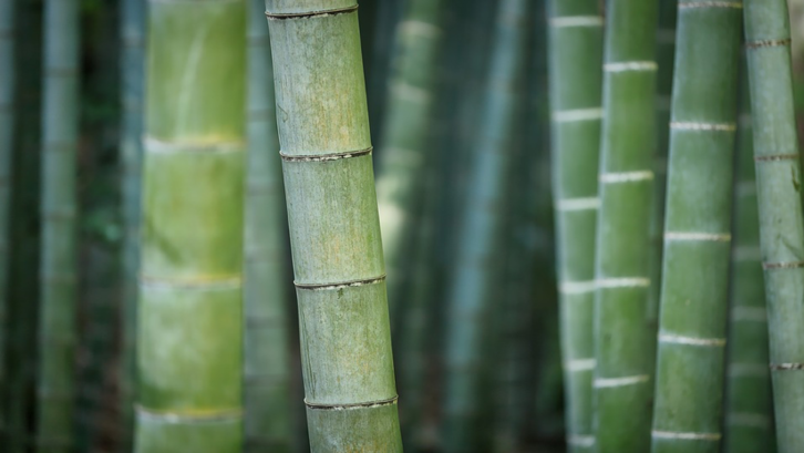 Segudang manfaat dari bambu petuk. (Foto: Pixabay - FIetzfotos)