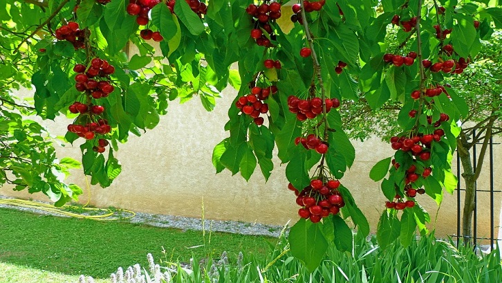 Hasil studi menemukan adanya kandungan fenolat, flavonoid, antosianin, asam askorbat dan vitamin E yang menjadi manfaat daun kersen. Sumber: Pixabay