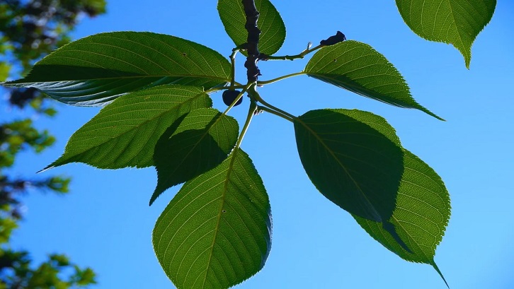 Adapun manfaat daun kersen dalam herba tradisional salah satunya mencegah kolestrol. Sumber: Pixabay