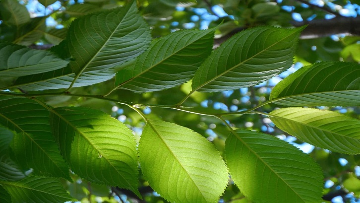 Daun kersen mengandung mineral aluminium yang dapat menimbulkan gangguan pada fungsi mitokondria jika kandungannya berlebihan. Sumber: Pixabay