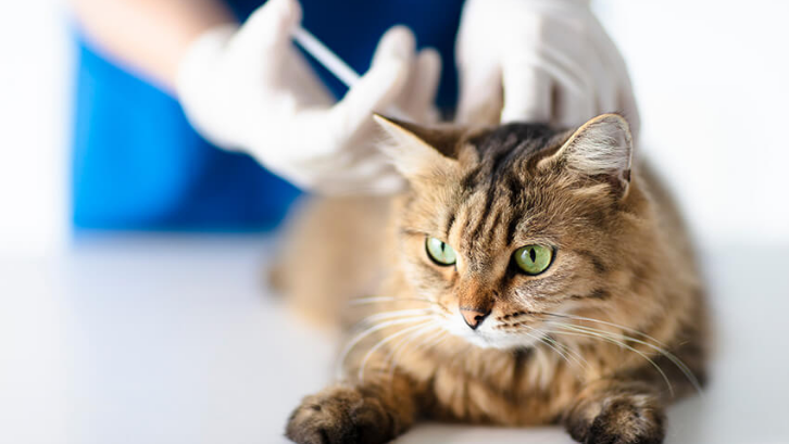 Mengenal Kucing Persia Sebelum Memelihara di Rumah 5