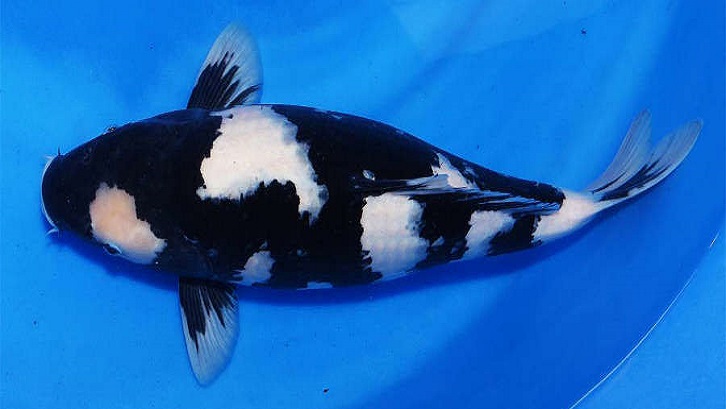 Memiliki perpaduan warna hitam menyala dengan putih tulang yang sangat elegan. Sumber: AquariumDomain.com