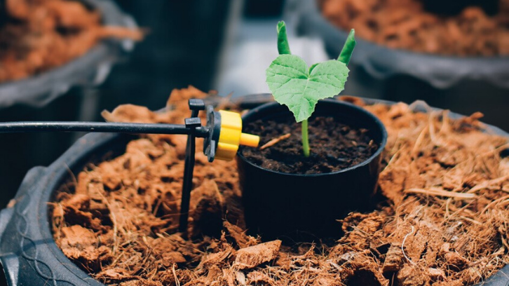 Penanaman dengan sistem drip cukup kompleks untuk dilakukan tetapi tidak membutuhkan banyak biaya. (Foto: Maximum Yield)