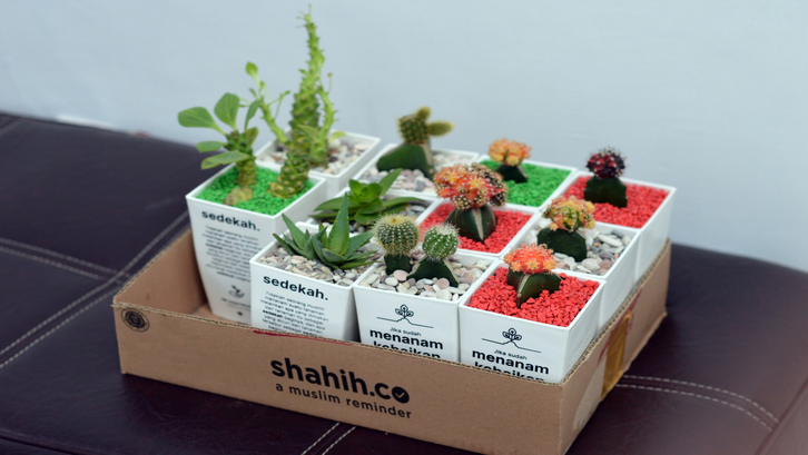 Tanaman hias indoor kecil untuk bingkisan lebaran. (Foto: Imam Mulia Bahri/Unsplash)