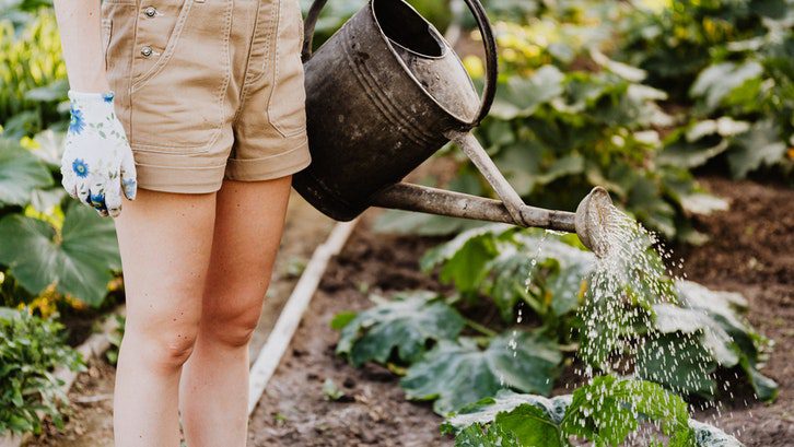 Taman belakang rumah minimalis menciptakan keindahan di rumah tanpa biaya besar. (Foto: Pexels-Karolina Grabowska)