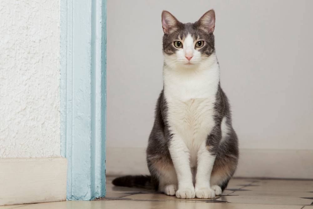 23 Cara Merawat Kucing Kampung Jadi Cakep Seperti Kucing Ras! 23 Cara Merawat Kucing Kampung Jadi Cakep Seperti Kucing Ras!