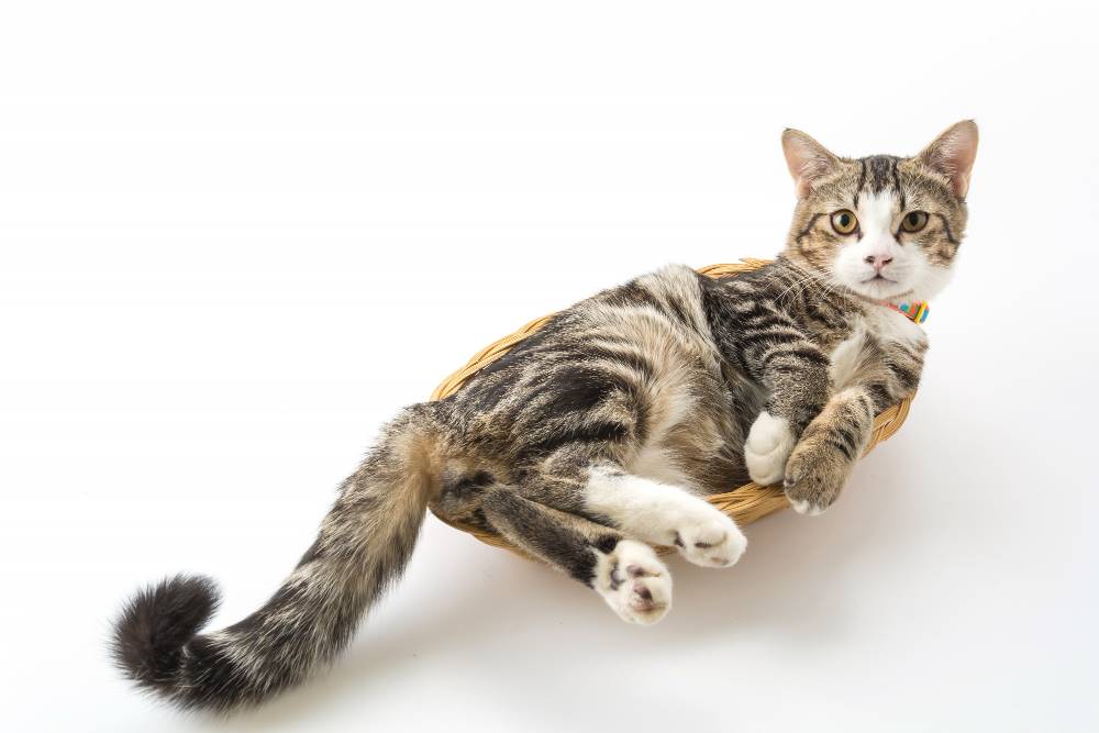 23 Cara Merawat Kucing Kampung Jadi Cakep Seperti Kucing Ras! 23 Cara Merawat Kucing Kampung Jadi Cakep Seperti Kucing Ras!
